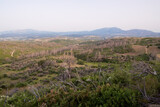 June 2024, mountainous scenery in North Evia with many burnt trees, three years after the disastrous wildfire of August 2021 