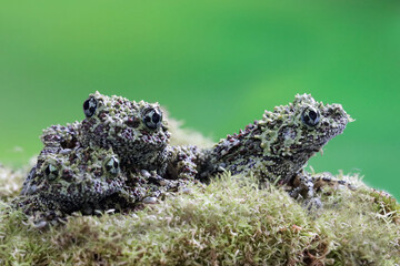 Wall Mural - three theloderma corticale (vietnamese mossy frog) juvenile on moss, mossy tree frog camouflage on m