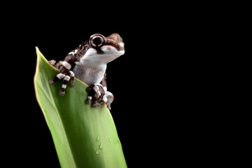 Wall Mural - amazon milk frog (trachycephalus resinifictrix) closeup on leave, panda bear tree frog isolated on b