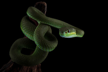 Wall Mural - trimeresurus insularis closeup on branch, indonesian viper snake closeup