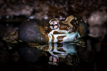 Wall Mural - amazon milk frog (trachycephalus resinifictrix) with its cheeks that look like balloons is a sign of