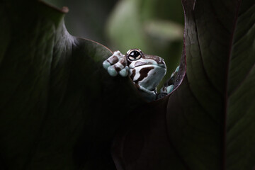 Wall Mural - amazon milk frog (trachycephalus resinifictrix) hiding behind green leaves