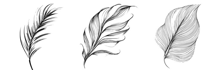 Poster - Intricate illustrations of various leaf patterns showcasing detailed line work and natural forms