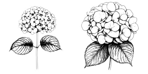 Wall Mural - Beautiful hand-drawn illustrations of blooming hydrangea flowers with detailed leaves on a white background