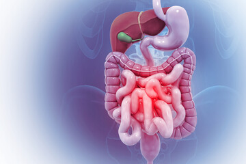 Wall Mural - Anatomy of human colon, digestive system, Abdominal arteries system. 3d illustration