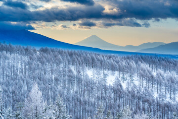 Wall Mural - 厳冬の霧ケ峰高原から霧氷と富士山