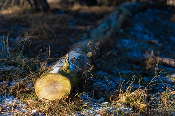 Poster - Fallen tree trunk in forest sunlight