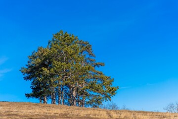 Poster - Pine trees on a hillside under a clear sky.