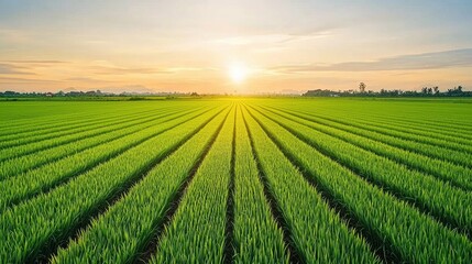 Poster - Vibrant green rice field stretches towards the horizon under a warm sunset, creating a serene and idyllic countryside landscape