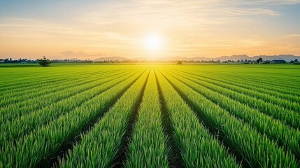 Poster - Wide-angle view of vibrant green rice fields at sunset, casting long shadows and bathing the landscape in soft, golden light