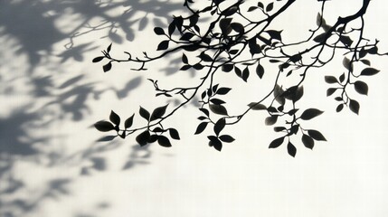 Poster - Shadow of Leaves on White Background Creating Artistic Natural Pattern