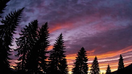 Poster - Silhouetted pine trees against vibrant sunset sky, peaceful nature scene at dusk. Tranquil forest landscape concept