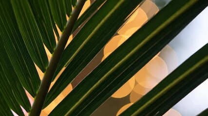 Poster - Palm leaf close-up with bokeh lights in background, abstract nature concept