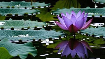 Poster - Purple water lily blooming on tranquil pond with green lily pads, nature beauty and serenity concept