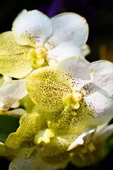 Wall Mural - Beautiful yellow orchid flower decoration in the tropical garden