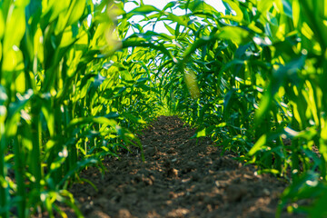 Wall Mural - Rows of healthy corn plants stretch high toward the sunlight, creating a lush green pathway full of life and growth in summer