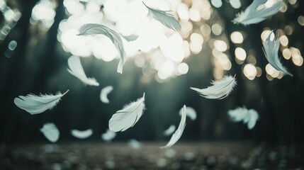 Poster - Delicate white feathers fall gently in a tranquil forest, illuminated by soft light filtering through the trees. Nature's artistry unfolds as they dance and float, creating a soothing ambiance