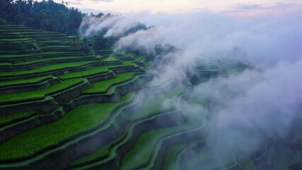 Poster - Stunning slow motion footage captures a mesmerizing scene of fog gracefully flowing over the lush green rice terraces of bali, creating a tranquil and ethereal atmosphere