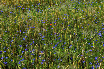 Poster - lots of cornflowers in the wheat field