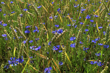 Canvas Print - lots of cornflowers in the wheat field