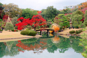 Wall Mural - A fiery maple tree reflected in the water of a lake and a wooden bridge spanning over the pond in  Rikugi-en Park, a traditional Japanese garden famous for brilliant fall foliage in Tokyo, Japan