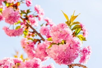 Wall Mural - lush blossom of sakura tree. beautiful pink flowering branches on the blue sky background. sunny april weather