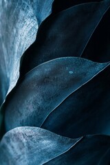 Poster - Lush, layered leaves of Agave attenuata present a stunning palette of shades and textures, gracefully unfurling and sparkling in gentle light, highlighting their natural beauty and resilience