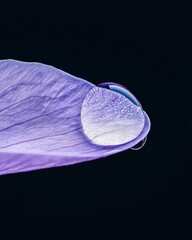Poster - Close-up water droplet on purple petal nature macro environment artistic perspective