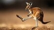 © Dream Vision - Kangaroo launching powerful kick, showcasing its strong muscles and agility