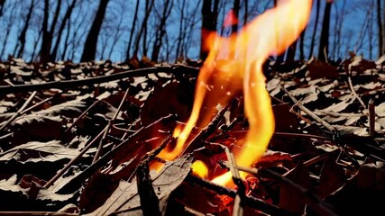 Poster - Slow motion footage revealing intense flames consuming dry leaves on forest floor, highlighting escalating wildfire risks during prolonged dry seasons and increasing environmental vulnerabilities