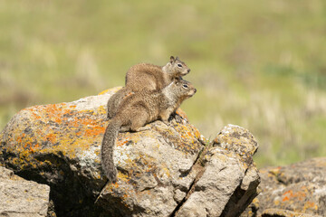 Wall Mural - california ground squirrel (otospermophilus beecheyi), also known as the beechey ground squirrel, is