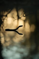 Poster - Snake swimming serene sunset water reflection