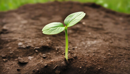 Wall Mural - Extreme close up of a small sapling in the soil, with the first leaves starting to sprout, surrounded by fresh, dewy grass.