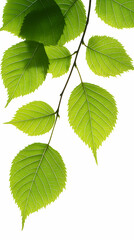 Wall Mural - Green leaves branch, nature, sunlight, background white, spring