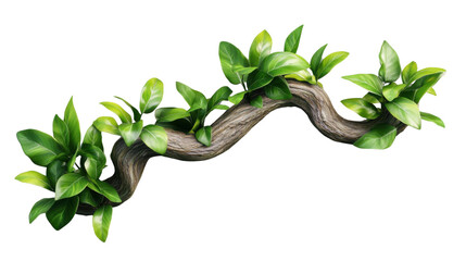Poster - Lush green leaves growing on a winding branch with transparent background