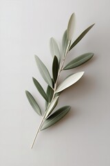 Poster - A single olive branch rests on a matte white background, highlighting soft-focus blurred edges. This composition embodies high-end botanical minimalism with fine details