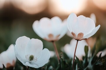 Poster - Delicate white wildflowers peek through verdant grass, illuminated by soft, warm lighting. The charming bokeh background enhances the artistic elegance of Scandinavian nature