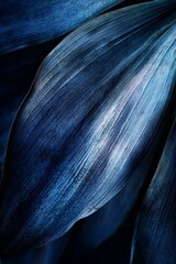 Poster - Softly illuminated leaves of Agave attenuata display a captivating blend of shades, revealing intricate textures and organic shapes that evoke a sense of tranquility and elegance in nature
