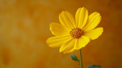 Poster - A single yellow flower on a yellow background