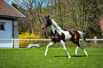 pinto horse on green grass