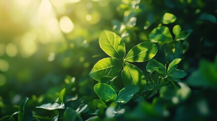 Wall Mural - Lush Green Leaves Glowing in Soft Sunlight with Beautiful Bokeh Effect in a Natural Outdoor Setting