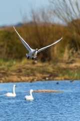 Wall Mural - Tundra Swan, Bewick's Swan, Cygnus columbianus in flight at winter in Slimbridge, England