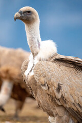 Wall Mural - Griffon vulture (Gyps fulvus) photographed in Spain