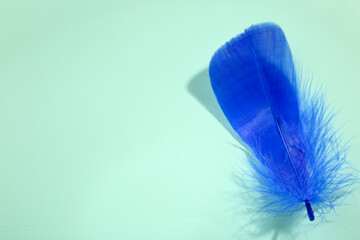 Wall Mural - One fluffy blue feather on light background, top view. Space for text