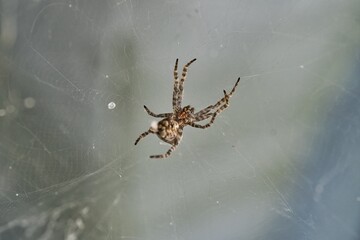 close-up of a spider in its web