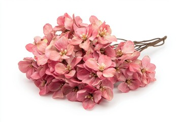 Poster - A bunch of pink crab apple blossoms on a white background Generative AI