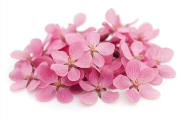 Poster - A bunch of pink crabapple blossoms against a white background Generative AI