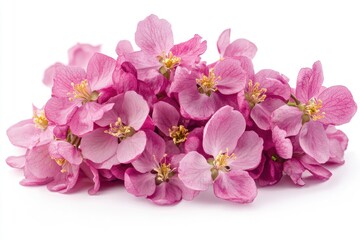 Poster - A bunch of pink crab apple blossoms on a white background Generative AI