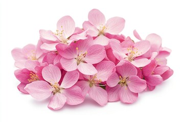 Poster - A bunch of pink crabapple blossoms on a white background, isolated at the edges Generative AI