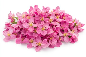 Poster - A bunch of pink crab apple blossoms against a white background, isolated Generative AI